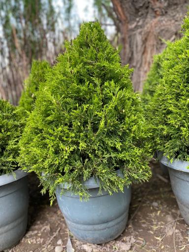 عکس نهالستان و گلخانه گل و گیاه بیات