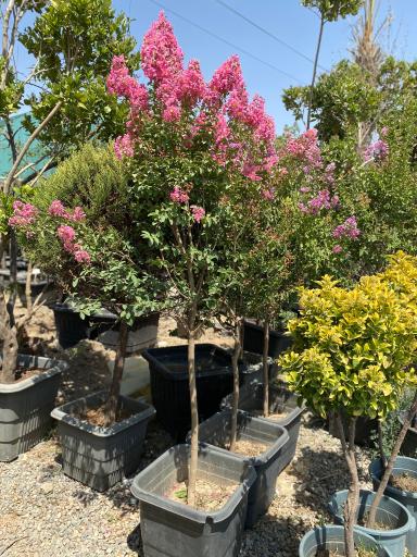 عکس نهالستان و گلخانه گل و گیاه بیات