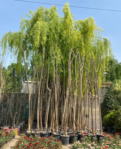 عکس نهالستان و گلخانه گل و گیاه بیات