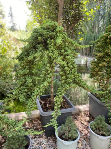 عکس نهالستان و گلخانه گل و گیاه بیات