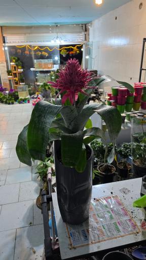 عکس سرای گلرخ دانژه