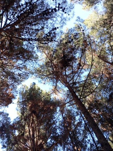 عکس پارک جنگلی شاهرود