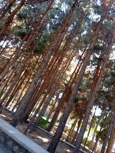 عکس پارک جنگلی شاهرود