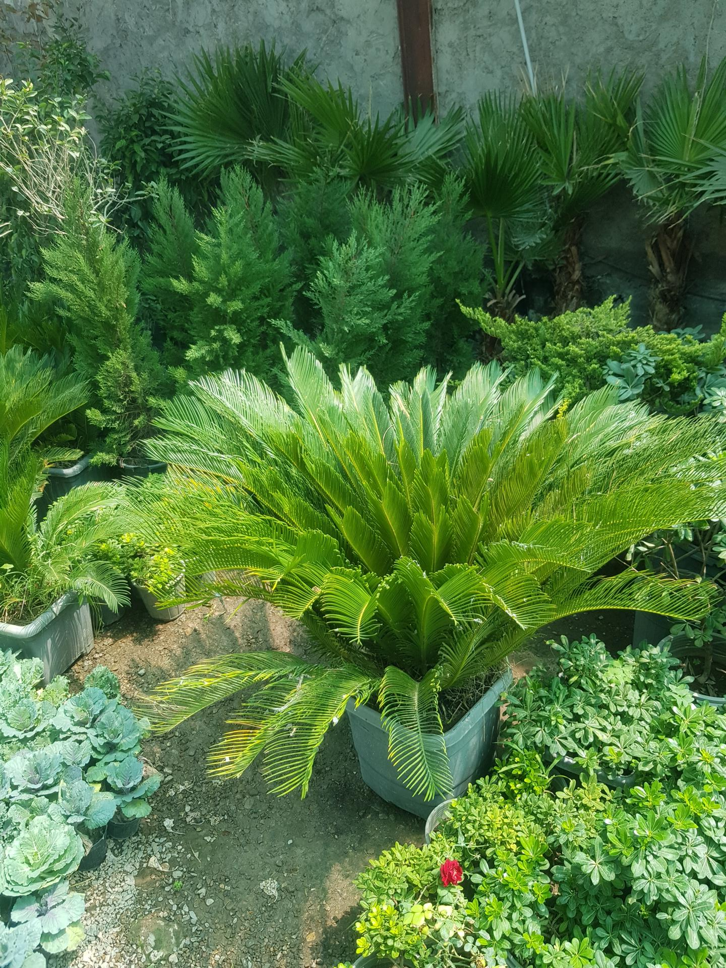 عکس گل و گیاه مرکزی سیرجان 