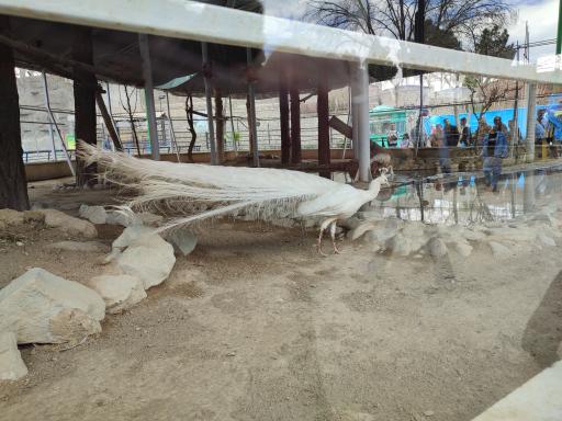 عکس طاووس - Peafowl