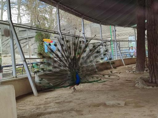 عکس طاووس - Peafowl