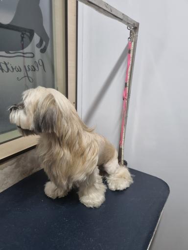 عکس دامپزشکی