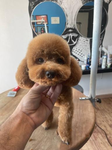 عکس پت شاپ و دامپزشکی پت لند