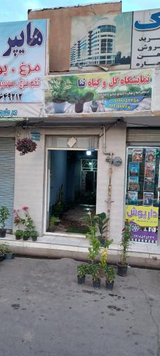 عکس گل و گیاه ثنا