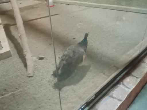 عکس طاووس - Peafowl