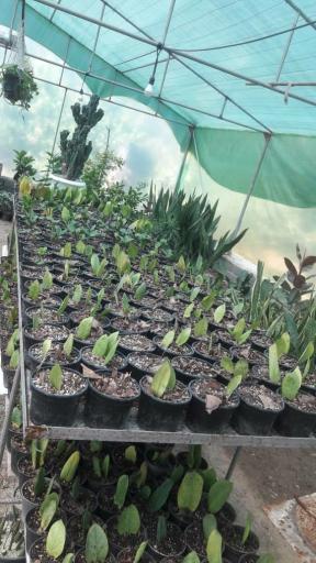 عکس گلخانه ملکی