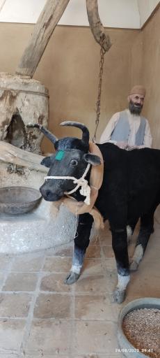 عکس موزه مردم شناسی