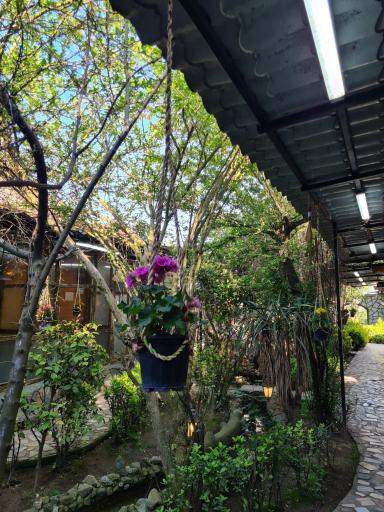 عکس چای مشت علی