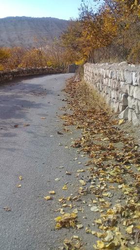 عکس میمه