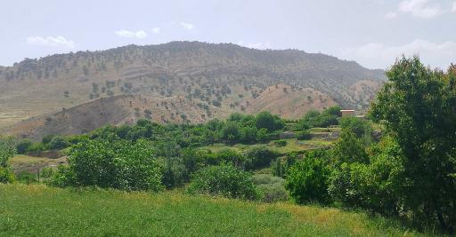 عکس میمه