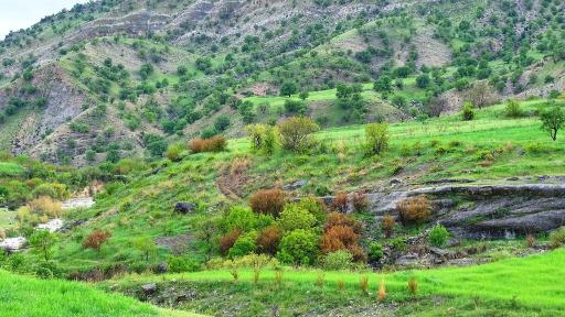 عکس میمه