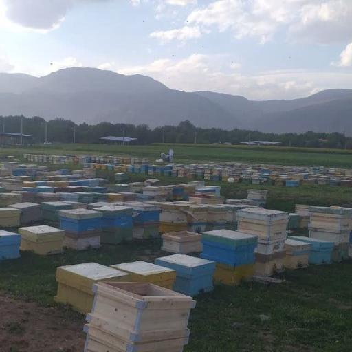 عکس عسل فروشی