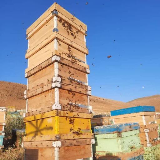 عکس عسل فروشی