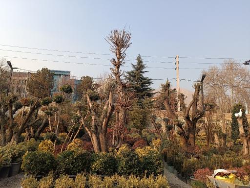 عکس گل باغ گل گوشه شعبه لواسان 