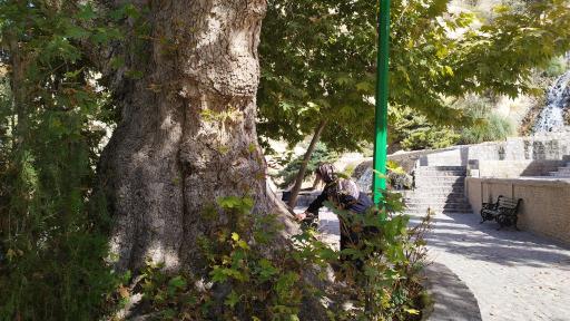 عکس بش قارداش