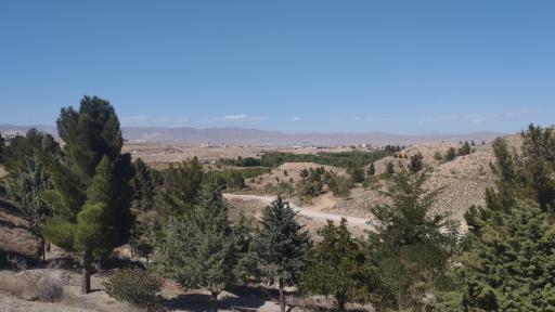 عکس بش قارداش