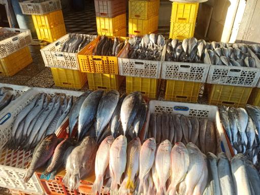 عکس بازار ماهی دروازه کازرون