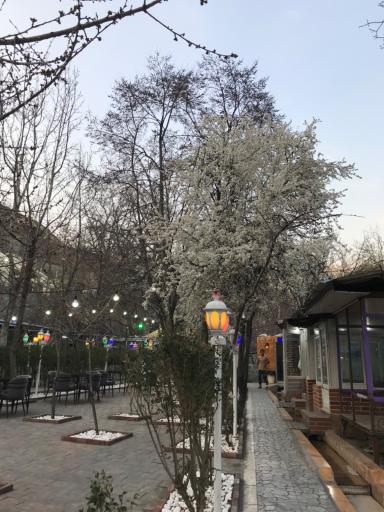 عکس مجموعه پذیرایی باغ گیلاس