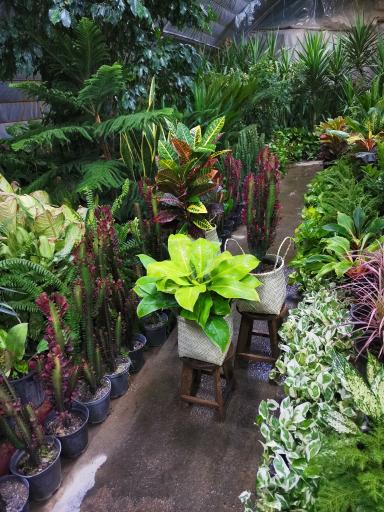 عکس گلخانه اسدی