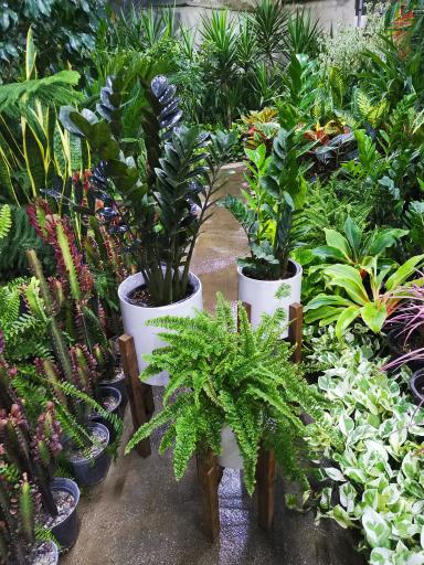 عکس گلخانه اسدی