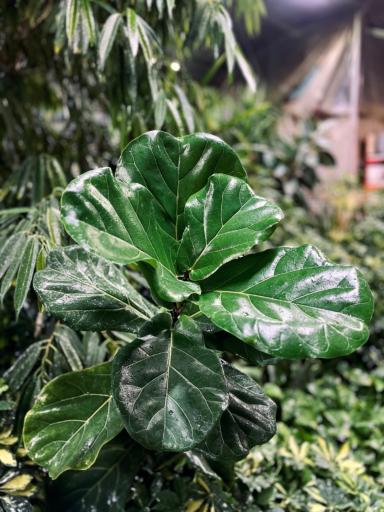 عکس گلخانه اسدی