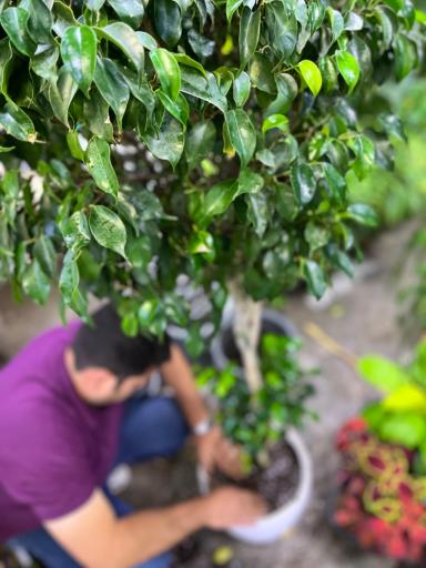 عکس گلخانه اسدی