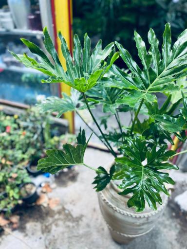 عکس گلخانه اسدی