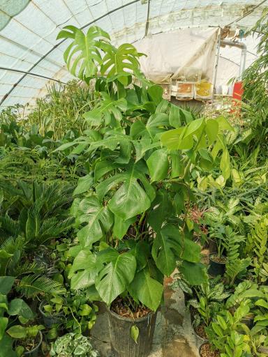 عکس گلخانه اسدی