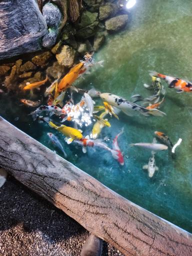 عکس گلخانه گیسوم