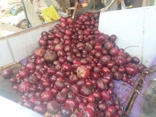 عکس کارگاه هویج شویی و بسته بندی محصولات کشاورزی احسان فرجی 