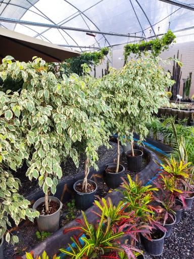 عکس گلخانه گیسوم