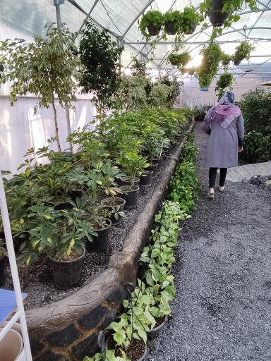 عکس گلخانه گیسوم