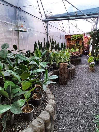 عکس گلخانه گیسوم