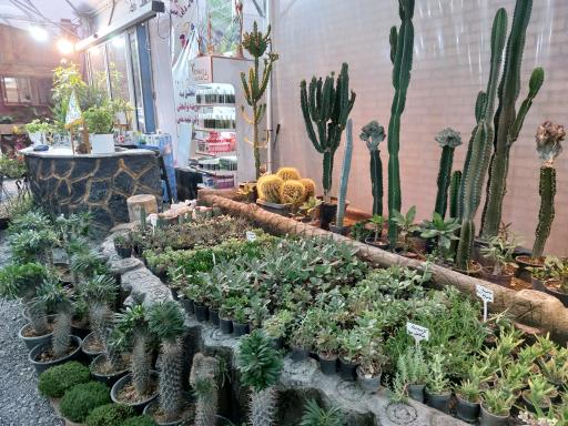 عکس گلخانه گیسوم