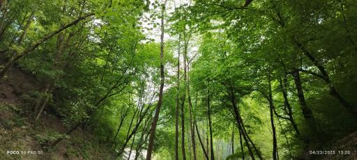 عکس پارک جنگلی کشپل