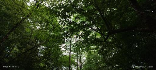 عکس پارک جنگلی کشپل