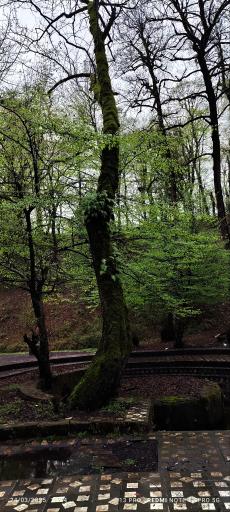 عکس پارک جنگلی کشپل