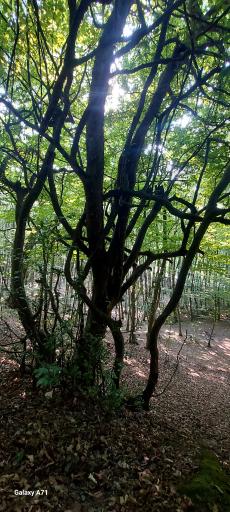 عکس پارک جنگلی کشپل