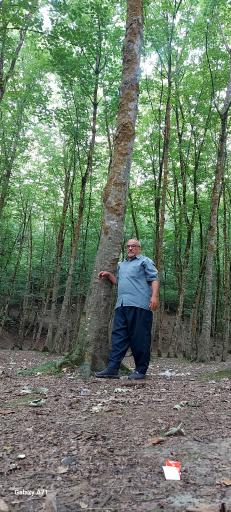 عکس پارک جنگلی کشپل