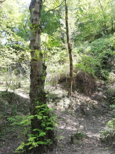 عکس پارک جنگلی کشپل