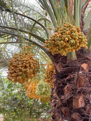 عکس کافه موزه دیلمی