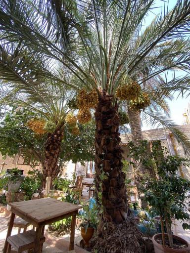 عکس کافه موزه دیلمی