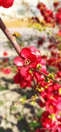 عکس پارک گل نرگس