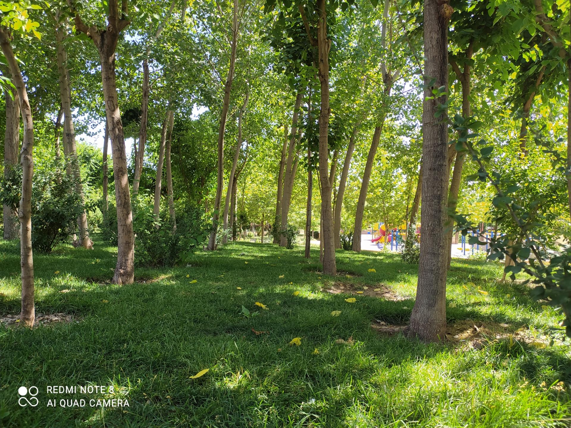 عکس پارک گل نرگس