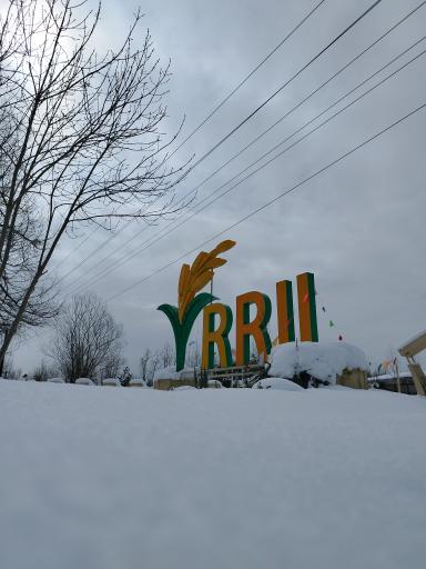 موسسه تحقیقات برنج کشور